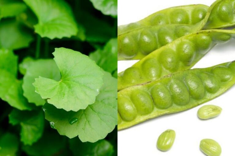 Pegaga rahsia awet muda, ini kata pakar tentang khasiat ulam-ulaman yang cukup menakjubkan