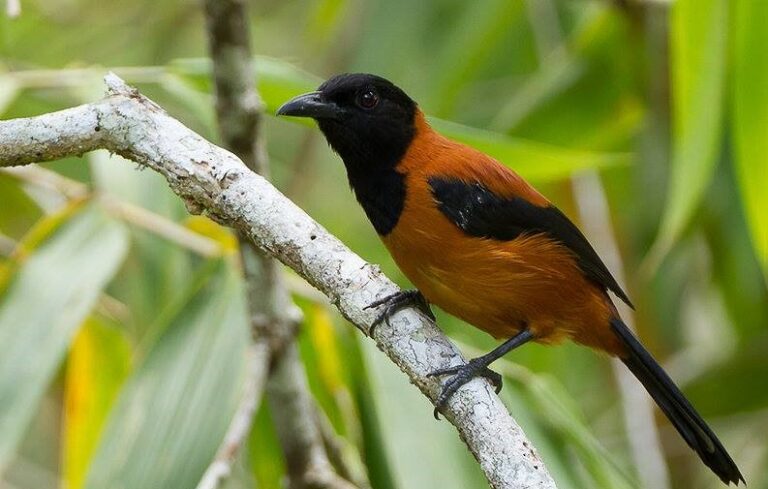 Burung ‘sampah’ ini yang pertama beracun di dunia