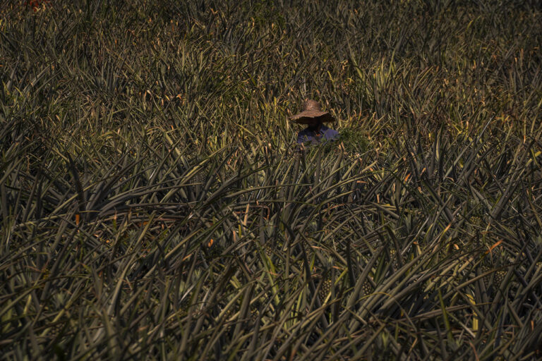 Ekonomi tradisional masyarakat Melayu sebelum campur tangan British