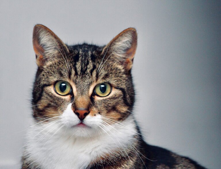 Bagaimana kucing fikir tentang manusia? Ini fakta yang mengejutkan