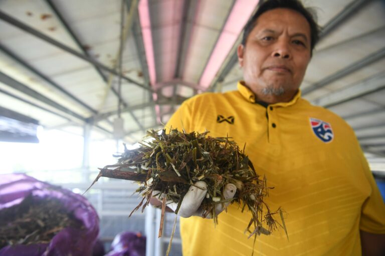Silaj alternatif makanan ternakan, jimat kos