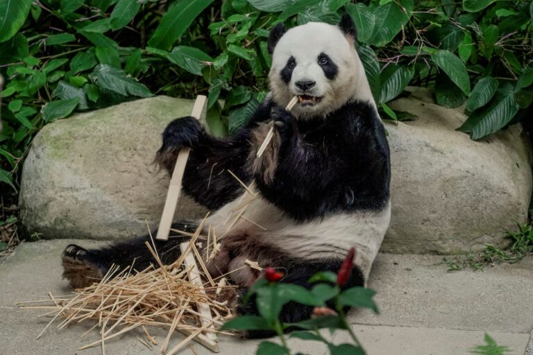 Diplomasi panda: Seekor duta yang kerjanya makan, tidur dan berguling sepanjang hari