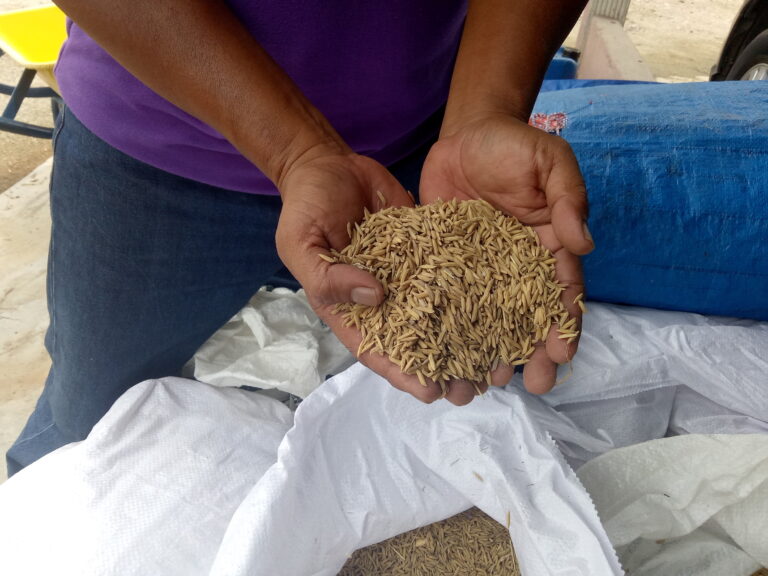 Benih Penyelesaian: Memahami isu kualiti dan pembekalan benih padi (Bahagian 2)