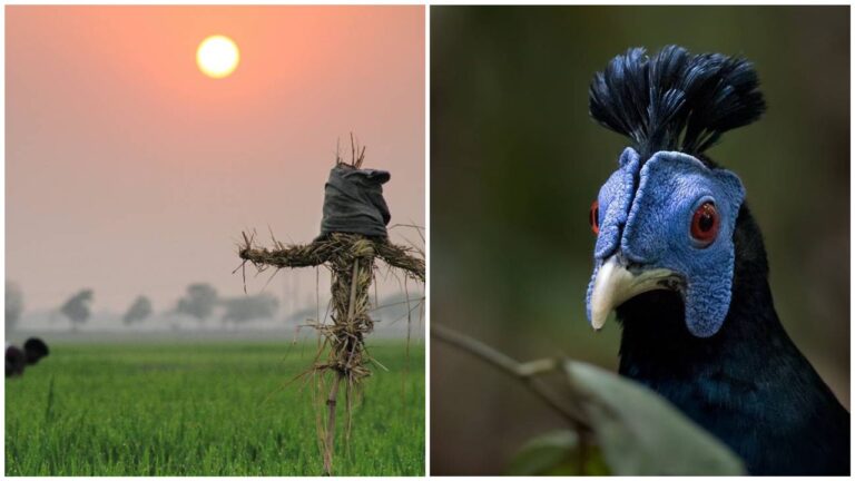 Pagar atau pegar, mana satu yang betul?