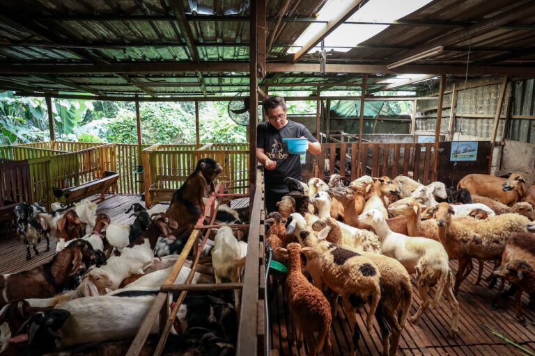 Apakah hukum daging korban digunakan untuk hidangan majlis atau kenduri?