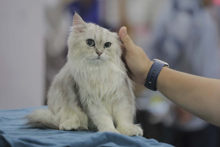 Kematian haiwan peliharaan, kemurungan dan cara mengatasinya